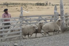 33-Ranchero with his sheep